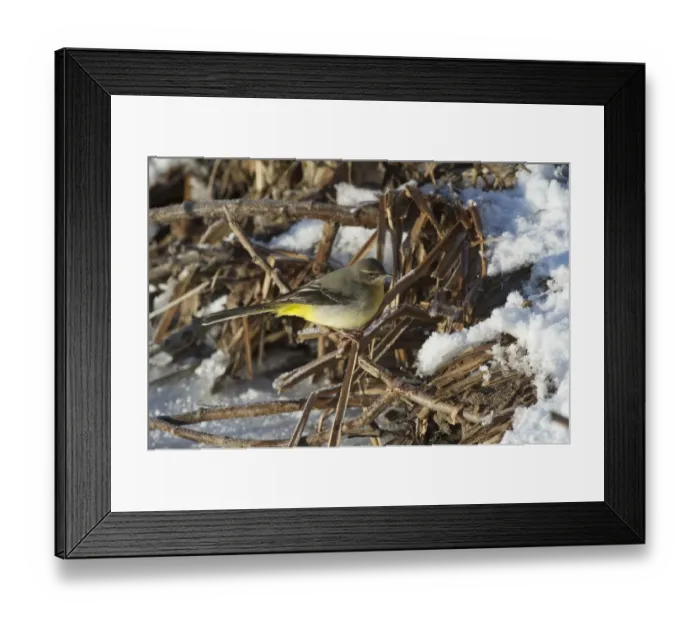 Framed Print : Grey Wagtail (Montacilla cinerea) adult, perched on snow covered vegetation at edge of frozen river, River Nith, Dumfries and Galloway, Scotland, december