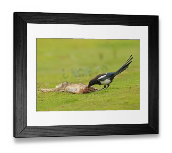 Framed Print : Common Magpie (Pica pica) juvenile, feeding on European Rabbit (Oryctolagus cuniculus) carcass, died of myxomatosis, Norfolk, England, july Framed Print : Common Magpie (Pica pica) juvenile, feeding on European Rabbit (Oryctolagus cuniculus) carcass, died of myxomatosis, Norfolk, England, july