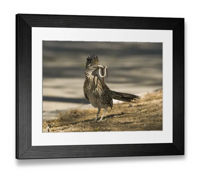 Framed Print : Greater Roadrunner (Geococcyx californianus) adult, feeding, with snake prey in beak, standing at edge of road, Salton Sea, California, U. S. A. april Framed Print : Greater Roadrunner (Geococcyx californianus) adult, feeding, with snake prey in beak, standing at edge of road, Salton Sea, California, U. S. A. april