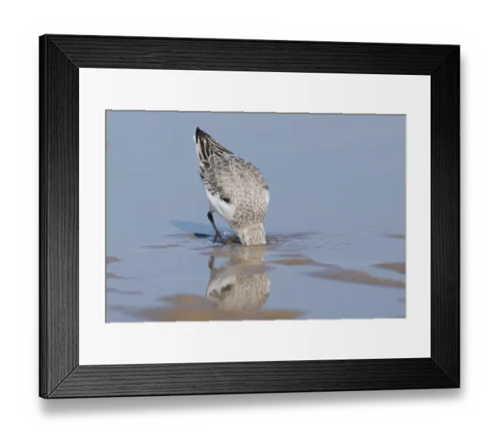 Framed Print : Sanderling (Calidris alba) adult, winter plumage, probing for food with head submerged in water, England Framed Print : Sanderling (Calidris alba) adult, winter plumage, probing for food with head submerged in water, England