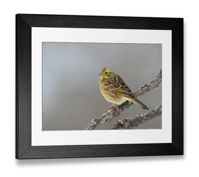 Framed Print : Yellowhammer (Emberiza citrinella) adult male, perched on branch, Sweden, january Framed Print : Yellowhammer (Emberiza citrinella) adult male, perched on branch, Sweden, january