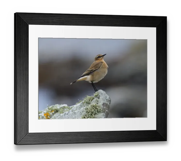 Framed Print : Northern Wheatear (Oenanthe oenanthe) juvenile, perched on rock, Islay Sound, Islay, Inner Hebrides, Scotland, september Framed Print : Northern Wheatear (Oenanthe oenanthe) juvenile, perched on rock, Islay Sound, Islay, Inner Hebrides, Scotland, september