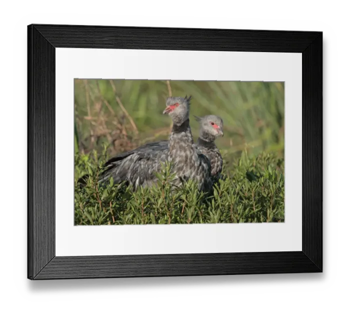 Framed Print : Southern Screamer (Chauna torquata) adult pair, standing in vegetation, Ibera Marshes, Corrientes, Argentina, november Framed Print : Southern Screamer (Chauna torquata) adult pair, standing in vegetation, Ibera Marshes, Corrientes, Argentina, november
