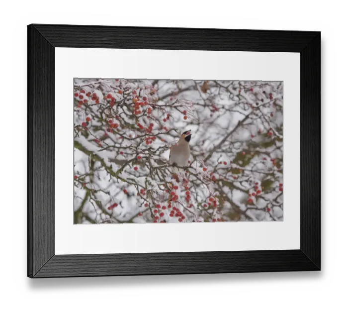 Framed Print : Bohemian Waxwing (Bombycilla garrulus) adult, feeding, swallowing fruit, perched in snow covered tree, Ipswich, Suffolk, England, december Framed Print : Bohemian Waxwing (Bombycilla garrulus) adult, feeding, swallowing fruit, perched in snow covered tree, Ipswich, Suffolk, England, december