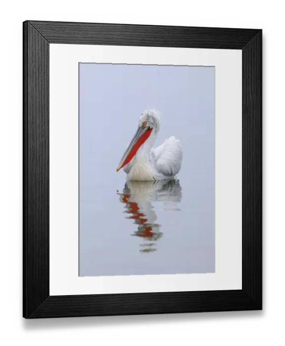 Framed Print : Dalmatian Pelican (Pelecanus crispus) adult, breeding plumage, swimming, Lake Kerkini, Macedonia, Greece Framed Print : Dalmatian Pelican (Pelecanus crispus) adult, breeding plumage, swimming, Lake Kerkini, Macedonia, Greece