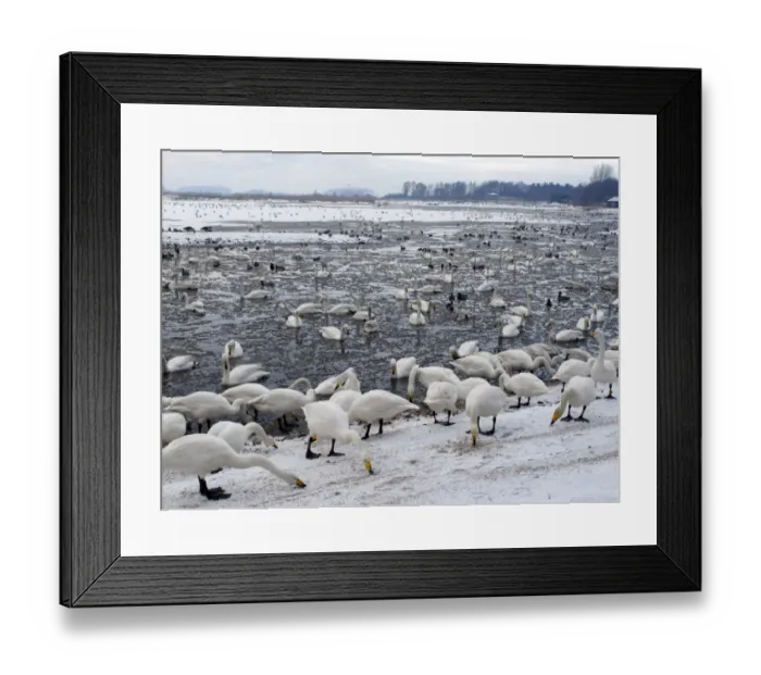 Framed Print : Whooper Swan (Cygnus cygnus) flock, feeding at edge and swimming on freezing lake, Martin Mere, Lancashire, England, december