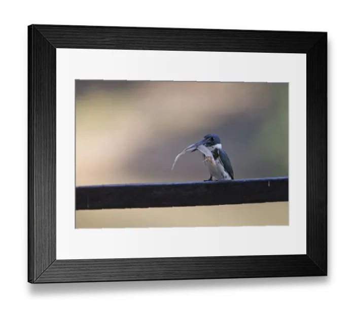 Framed Print : Green Kingfisher (Chloroceryle americana) adult female, with fish in beak, perched on railing, Pantanal, Mato Grosso, Brazil Framed Print : Green Kingfisher (Chloroceryle americana) adult female, with fish in beak, perched on railing, Pantanal, Mato Grosso, Brazil
