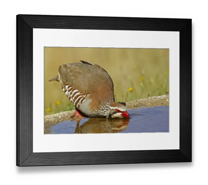 Framed Print : Red-legged Partridge (Alectoris rufa) adult, drinking from pool, Spain, june Framed Print : Red-legged Partridge (Alectoris rufa) adult, drinking from pool, Spain, june