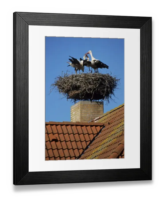 Framed Print : White Stork (Ciconia ciconia) adult with young, standing at nest on building, Germany Framed Print : White Stork (Ciconia ciconia) adult with young, standing at nest on building, Germany