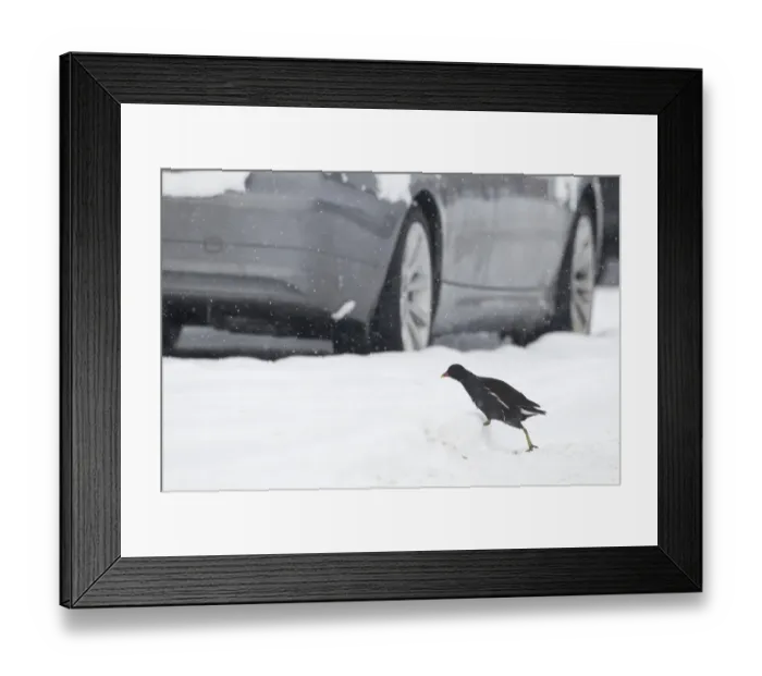 Framed Print : Common Moorhen (Gallinula chloropus) adult, walking across snow covered road between parked cars in snowstorm, Shropshire, England, winter Framed Print : Common Moorhen (Gallinula chloropus) adult, walking across snow covered road between parked cars in snowstorm, Shropshire, England, winter