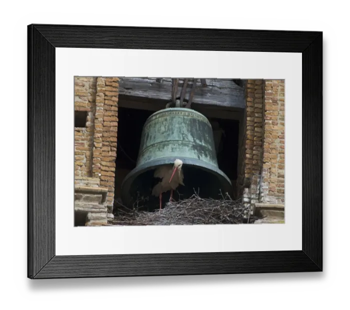Framed Print : White Stork (Ciconia ciconia) adult, at nest under bell, nesting colony on cathedral, Alfaro Cathedral, Alfaro, La Rioja, Spain, may Framed Print : White Stork (Ciconia ciconia) adult, at nest under bell, nesting colony on cathedral, Alfaro Cathedral, Alfaro, La Rioja, Spain, may