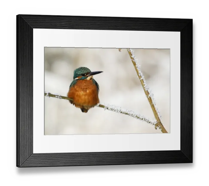 Framed Print : Common Kingfisher (Alcedo atthis) adult, perched on stem in frost, Midlands, England, december Framed Print : Common Kingfisher (Alcedo atthis) adult, perched on stem in frost, Midlands, England, december