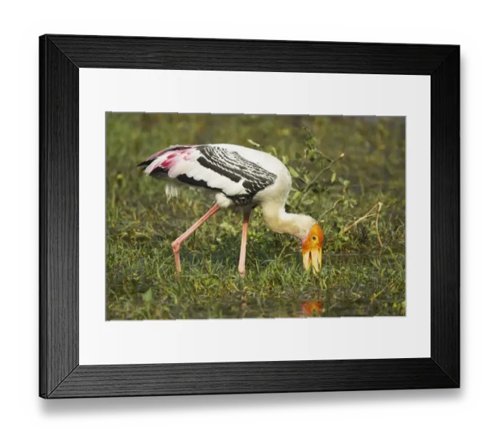 Framed Print : Painted Stork (Mycteria leucocephala) adult, foraging in water, Keoladeo Ghana N. P. (Bharatpur), Rajasthan, India Framed Print : Painted Stork (Mycteria leucocephala) adult, foraging in water, Keoladeo Ghana N. P. (Bharatpur), Rajasthan, India
