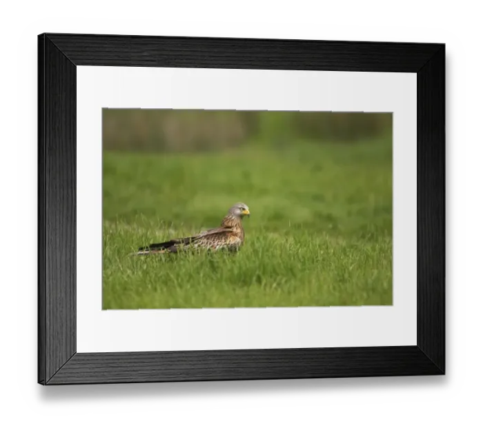 Framed Print : Red Kite (Milvus milvus) adult, standing in grass, Gigrin Farm, Powys, Wales Framed Print : Red Kite (Milvus milvus) adult, standing in grass, Gigrin Farm, Powys, Wales