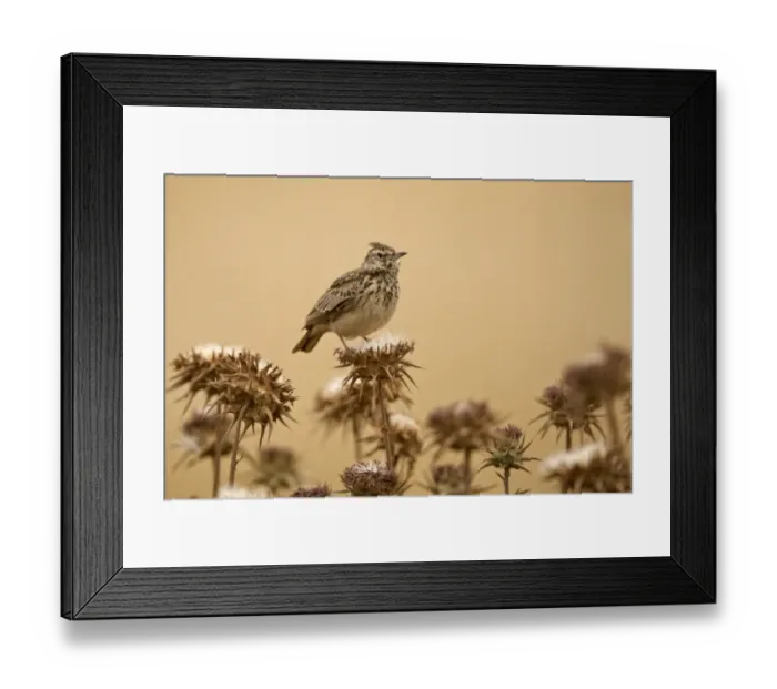 Framed Print : Thekla Lark (Galerida theklae) adult, perched on seedhead, Bale Mountains, Oromia, Ethiopia