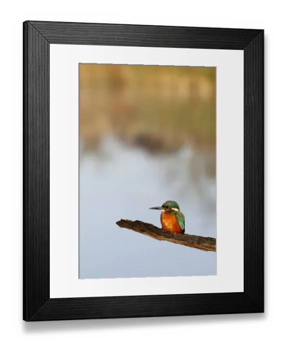 Framed Print : Common Kingfisher (Alcedo atthis) adult, perched on branch over water, Midlands, England, november Framed Print : Common Kingfisher (Alcedo atthis) adult, perched on branch over water, Midlands, England, november