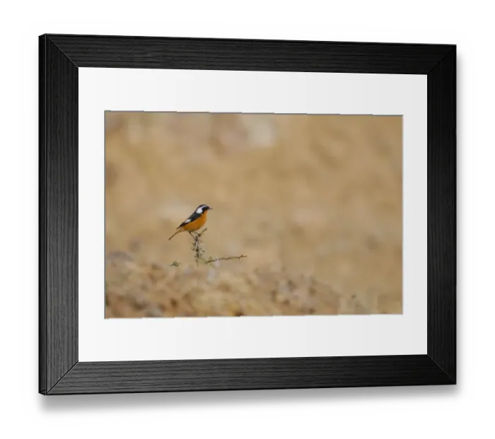 Framed Print : Moussier's Redstart (Phoenicurus moussieri) adult male, perched on thorn twig in habitat, High Atlas, Morocco, january Framed Print : Moussier's Redstart (Phoenicurus moussieri) adult male, perched on thorn twig in habitat, High Atlas, Morocco, january