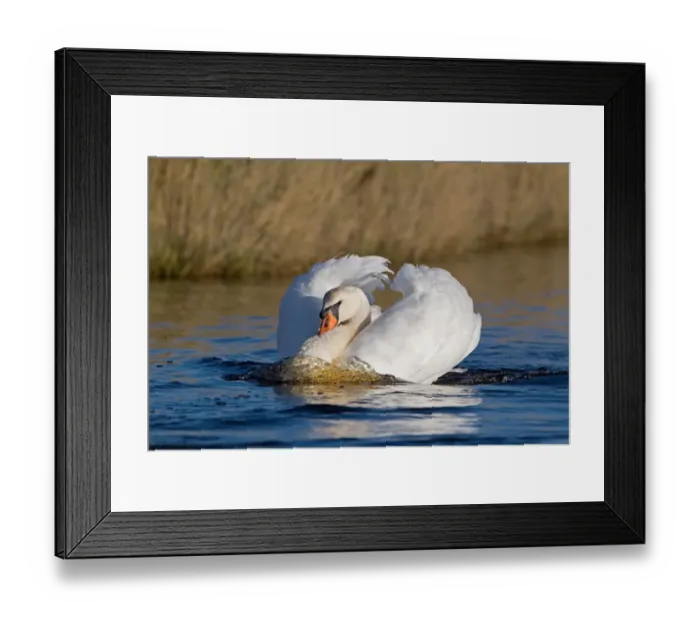 Framed Print : Mute Swan (Cygnus olor) adult male, swimming in threat posture, Suffolk, England, november