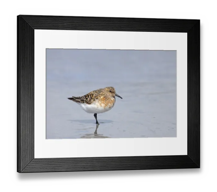 Framed Print : Sanderling (Calidris alba) adult, breeding plumage, standing in shallow water on beach, Mainland, Shetland Islands, Scotland Framed Print : Sanderling (Calidris alba) adult, breeding plumage, standing in shallow water on beach, Mainland, Shetland Islands, Scotland