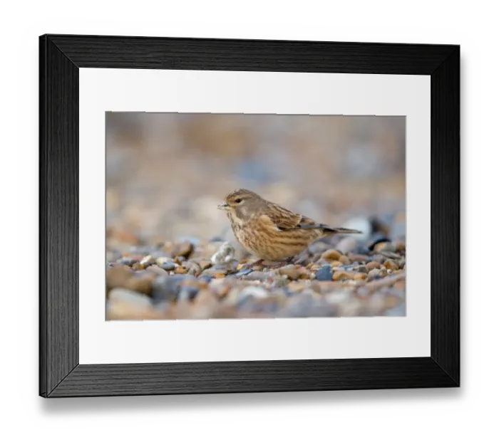 Framed Print : Eurasian Linnet (Carduelis cannabina) immature, feeding on shingle beach, Suffolk, England, november Framed Print : Eurasian Linnet (Carduelis cannabina) immature, feeding on shingle beach, Suffolk, England, november