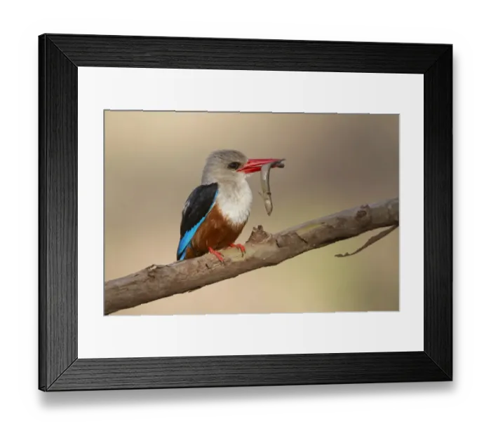 Framed Print : Grey-headed Kingfisher (Halcyon leucocephala) adult, with skink in beak, perched on branch, Lake Manyara N. P. Tanzania, november Framed Print : Grey-headed Kingfisher (Halcyon leucocephala) adult, with skink in beak, perched on branch, Lake Manyara N. P. Tanzania, november