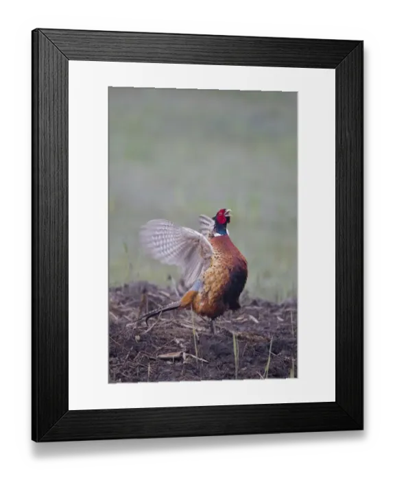 Framed Print : Common Pheasant (Phasianus colchicus) adult male, calling and flapping wings in territorial display, Minsmere RSPB Reserve, Suffolk, England, april Framed Print : Common Pheasant (Phasianus colchicus) adult male, calling and flapping wings in territorial display, Minsmere RSPB Reserve, Suffolk, England, april