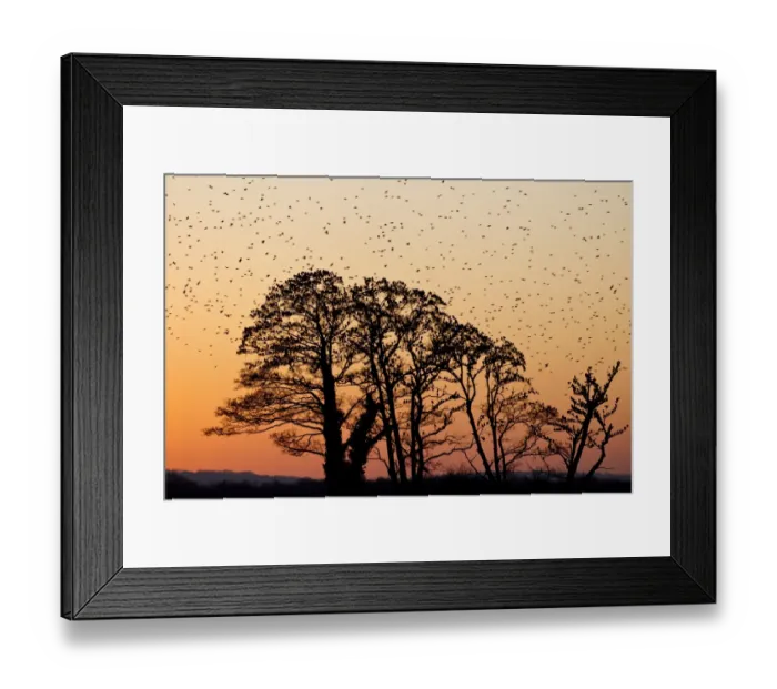 Framed Print : Common Starling (Sturnus vulgaris) flock, in roosting flight, at roost in trees, silhouetted at sunset, Somerset, England, january Framed Print : Common Starling (Sturnus vulgaris) flock, in roosting flight, at roost in trees, silhouetted at sunset, Somerset, England, january
