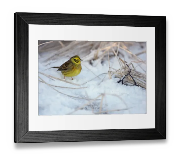 Framed Print : Yellowhammer (Emberiza citrinella) adult male, standing on snow, Lothian, Scotland, january Framed Print : Yellowhammer (Emberiza citrinella) adult male, standing on snow, Lothian, Scotland, january