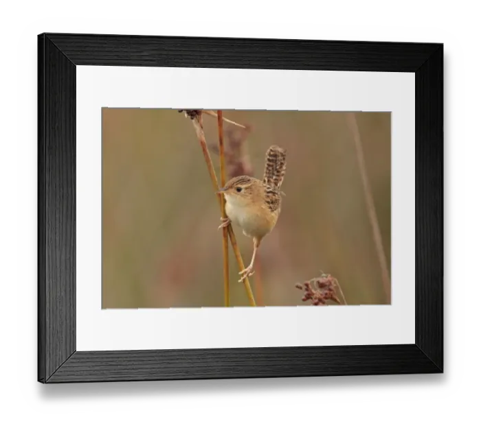 Framed Print : Sedge Wren (Cistothorus platensis) adult, perched on stem, Rincon de Cobo, Buenos Aires Province, Argentina, april