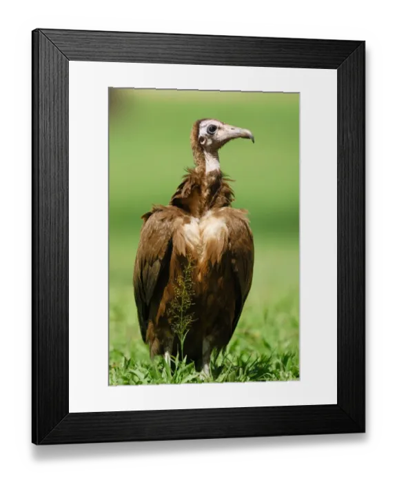 Framed Print : Hooded Vulture (Necrosyrtes monachus) immature, standing on ground, Gambia, april Framed Print : Hooded Vulture (Necrosyrtes monachus) immature, standing on ground, Gambia, april