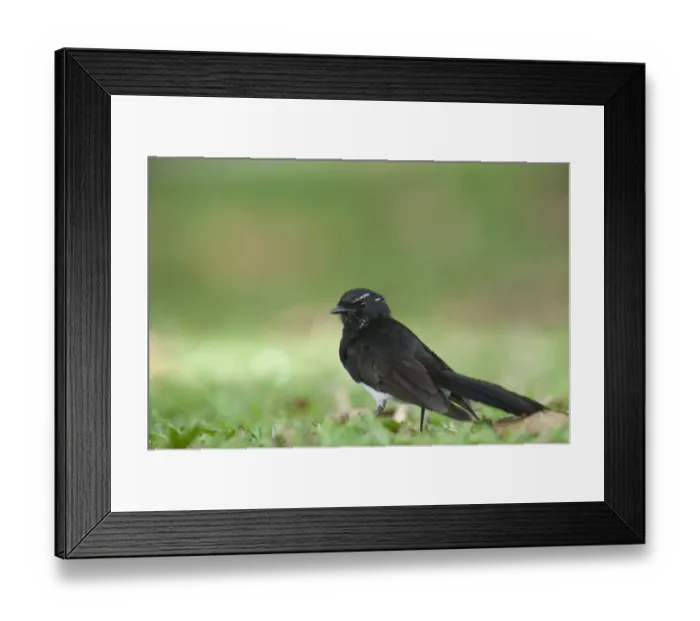 Framed Print : Willie Wagtail (Rhipidura leucophrys) adult, standing on ground, Cairns, Queensland, Australia Framed Print : Willie Wagtail (Rhipidura leucophrys) adult, standing on ground, Cairns, Queensland, Australia
