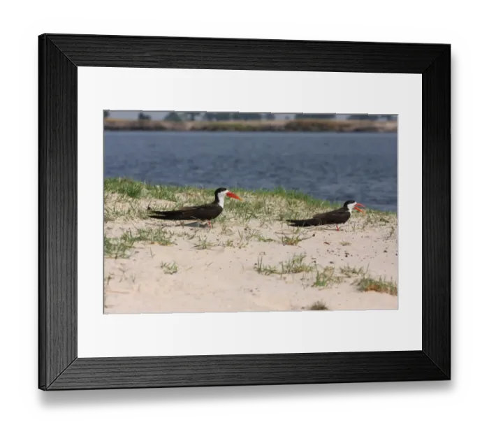 Framed Print : African Skimmer (Rynchops flavirostris) adult male and female, standing on sandbank, Okavango Delta, Botswana