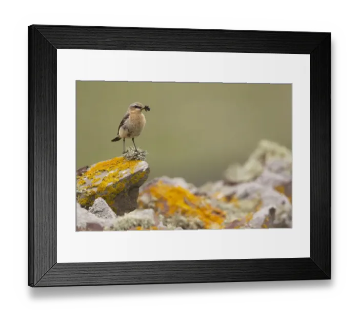 Framed Print : Northern Wheatear (Oenanthe oenanthe) adult female, with insects in beak, perched on lichen covered drystone wall, Shetland Islands, Scotland, june Framed Print : Northern Wheatear (Oenanthe oenanthe) adult female, with insects in beak, perched on lichen covered drystone wall, Shetland Islands, Scotland, june