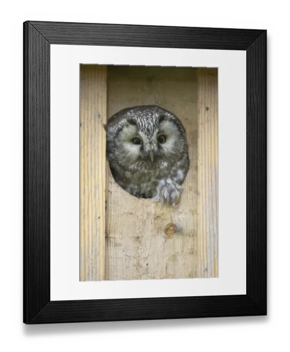 Framed Print : Tengmalm's Owl (Aegolius funereus) adult, looking out from entrance to nestbox, Oulu Region, Finland Framed Print : Tengmalm's Owl (Aegolius funereus) adult, looking out from entrance to nestbox, Oulu Region, Finland