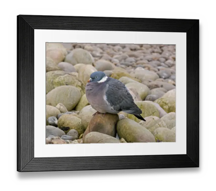 Framed Print : Wood Pigeon (Columba palumbus) adult, sitting on pebbles, Slimbridge, Gloucestershire, England, january Framed Print : Wood Pigeon (Columba palumbus) adult, sitting on pebbles, Slimbridge, Gloucestershire, England, january