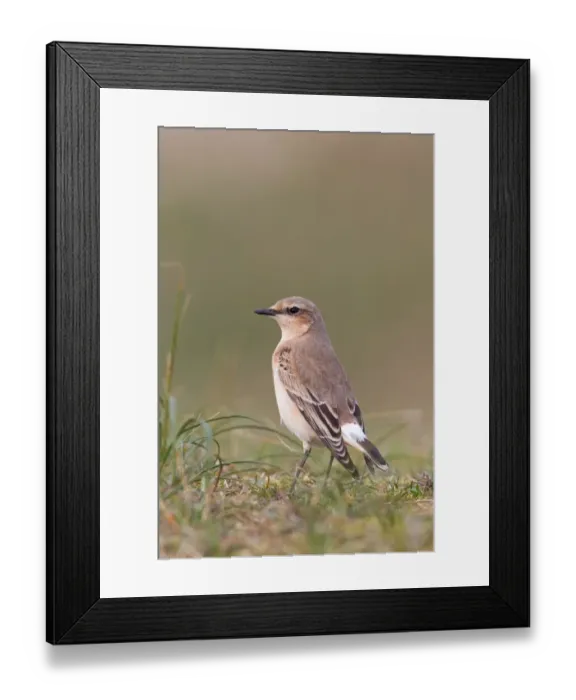 Framed Print : Northern Wheatear (Oenanthe oenanthe) adult, autumn plumage, standing on ground, Suffolk, England, september Framed Print : Northern Wheatear (Oenanthe oenanthe) adult, autumn plumage, standing on ground, Suffolk, England, september