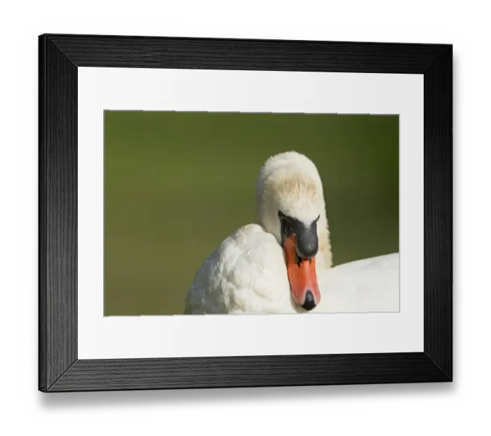 Framed Print : Mute Swan (Cygnus olor) adult male, preening, close-up of head and neck, Lackford Lakes Nature Reserve, Suffolk, England, july Framed Print : Mute Swan (Cygnus olor) adult male, preening, close-up of head and neck, Lackford Lakes Nature Reserve, Suffolk, England, july