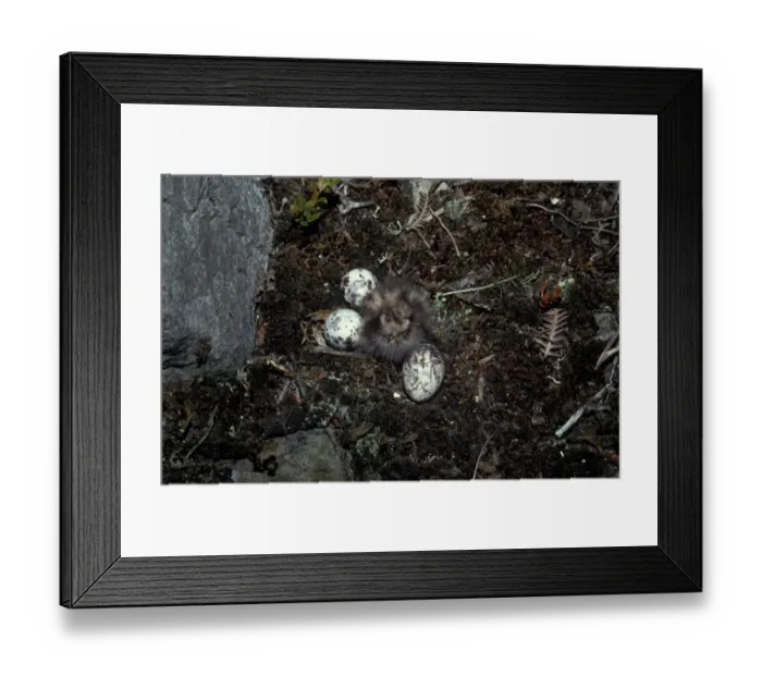 Framed Print : European Nightjar (Caprimulgus europaeus) Eggs and chick Framed Print : European Nightjar (Caprimulgus europaeus) Eggs and chick
