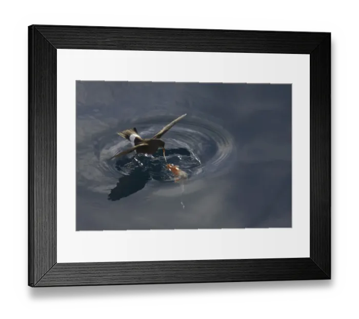 Framed Print : Wilson's Storm-petrel (Oceanites oceanicus) adult, in flight, feeding in sheltered bay, Neko Harbour, Antarctic Peninsula, Antarctica Framed Print : Wilson's Storm-petrel (Oceanites oceanicus) adult, in flight, feeding in sheltered bay, Neko Harbour, Antarctic Peninsula, Antarctica