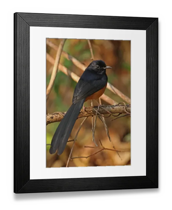 Framed Print : White-rumped Shama (Copsychus malabaricus interpositus) adult male, perched on twig, Kaeng Krachan N. P. Thailand, february Framed Print : White-rumped Shama (Copsychus malabaricus interpositus) adult male, perched on twig, Kaeng Krachan N. P. Thailand, february