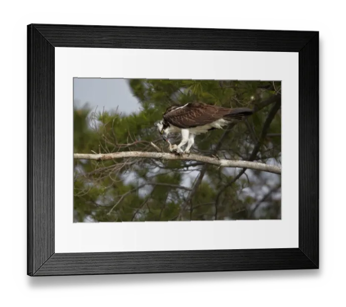 Framed Print : Osprey (Pandion haliaetus) adult, feeding on fish, perched on branch in conifer tree, North Michigan, U. S. A. june
