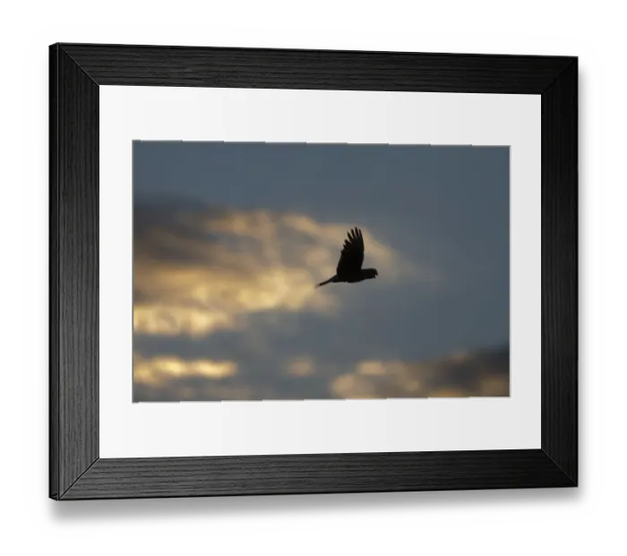 Framed Print : Galah (Eolophus roseicapillus) adult, in flight to roost, silhouetted at dusk, Queensland, Australia Framed Print : Galah (Eolophus roseicapillus) adult, in flight to roost, silhouetted at dusk, Queensland, Australia