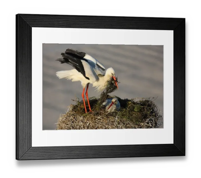 Framed Print : White Stork (Ciconia ciconia) adult pair, returning bird with nesting material at nest in city, Faro, Algarve, Portugal, april Framed Print : White Stork (Ciconia ciconia) adult pair, returning bird with nesting material at nest in city, Faro, Algarve, Portugal, april