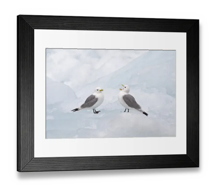 Framed Print : Black-legged Kittiwake (Rissa tridactyla) two adults, calling, standing on sea ice, Spitzbergen, Svalbard, july Framed Print : Black-legged Kittiwake (Rissa tridactyla) two adults, calling, standing on sea ice, Spitzbergen, Svalbard, july