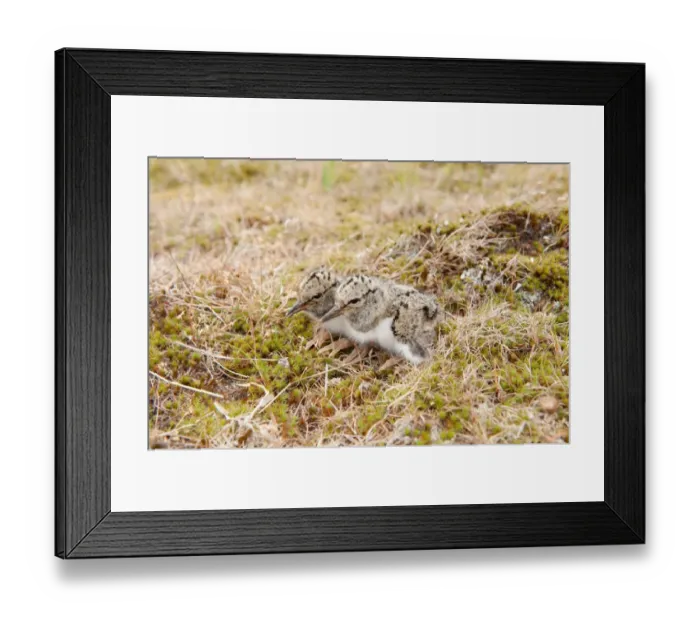 Framed Print : Eurasian Oystercatcher (Haematopus ostralegus) two day-old chicks, sitting near nest in ploughed breckland, Norfolk, England, may Framed Print : Eurasian Oystercatcher (Haematopus ostralegus) two day-old chicks, sitting near nest in ploughed breckland, Norfolk, England, may