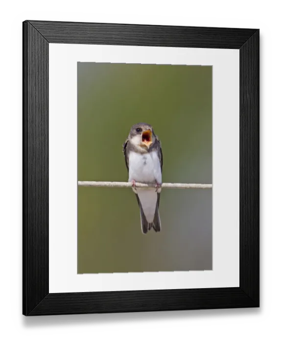 Framed Print : Sand Martin (Riparia riparia) adult male, singing, perched on wire, Minsmere RSPB Reserve, Suffolk, England, june Framed Print : Sand Martin (Riparia riparia) adult male, singing, perched on wire, Minsmere RSPB Reserve, Suffolk, England, june