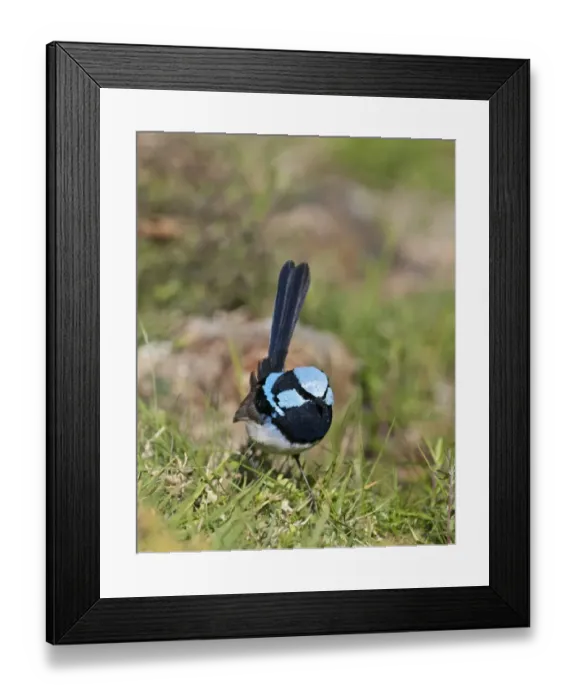 Framed Print : Superb Fairywren (Malurus cyaneus) adult male, standing on ground, Queensland, Australia Framed Print : Superb Fairywren (Malurus cyaneus) adult male, standing on ground, Queensland, Australia