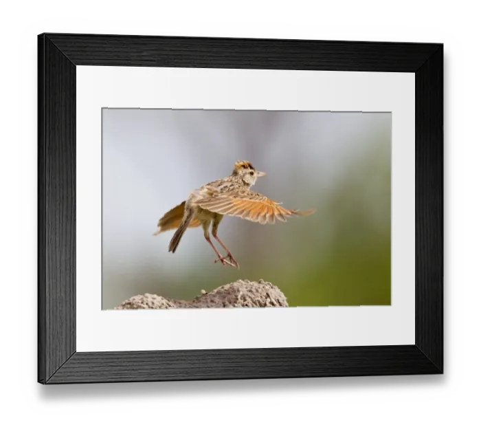 Framed Print : Rufous-naped Lark (Mirafra africana) adult male, in display flight from top of termite mound, Okavango Delta, Botswana Framed Print : Rufous-naped Lark (Mirafra africana) adult male, in display flight from top of termite mound, Okavango Delta, Botswana