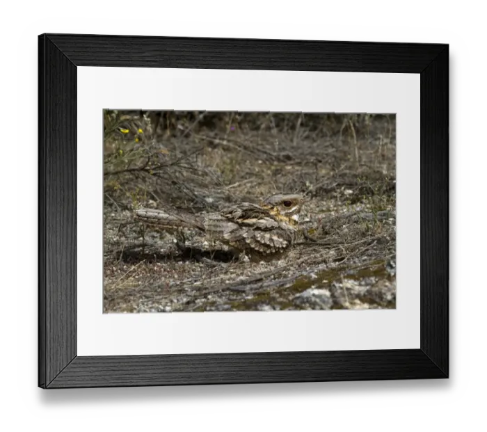 Framed Print : Red-necked Nightjar (Caprimulgus ruficollis) adult, sitting on nest, panting in heat, Extremadura, Spain, may