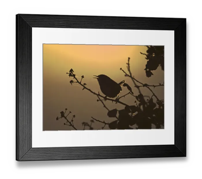 Framed Print : Winter Wren (Troglodytes troglodytes) adult, singing, silhouetted at dawn, Norfolk, England, april Framed Print : Winter Wren (Troglodytes troglodytes) adult, singing, silhouetted at dawn, Norfolk, England, april